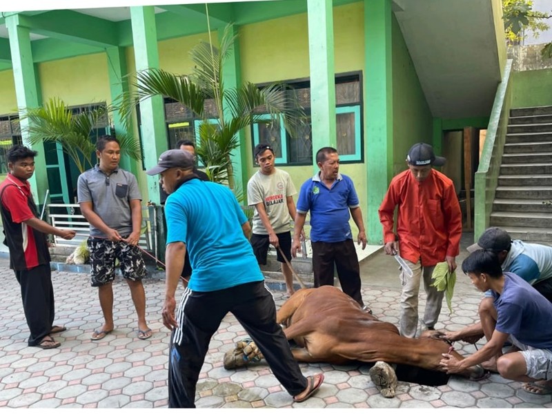 PEMOTONGAN HEWAN QURBAN IDUL ADHA 1446 H SD NEGERI 1 ASEMBAGUS